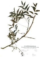 藏品(黃連木)的圖片